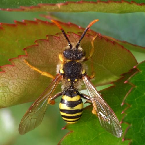 Nomada sp.